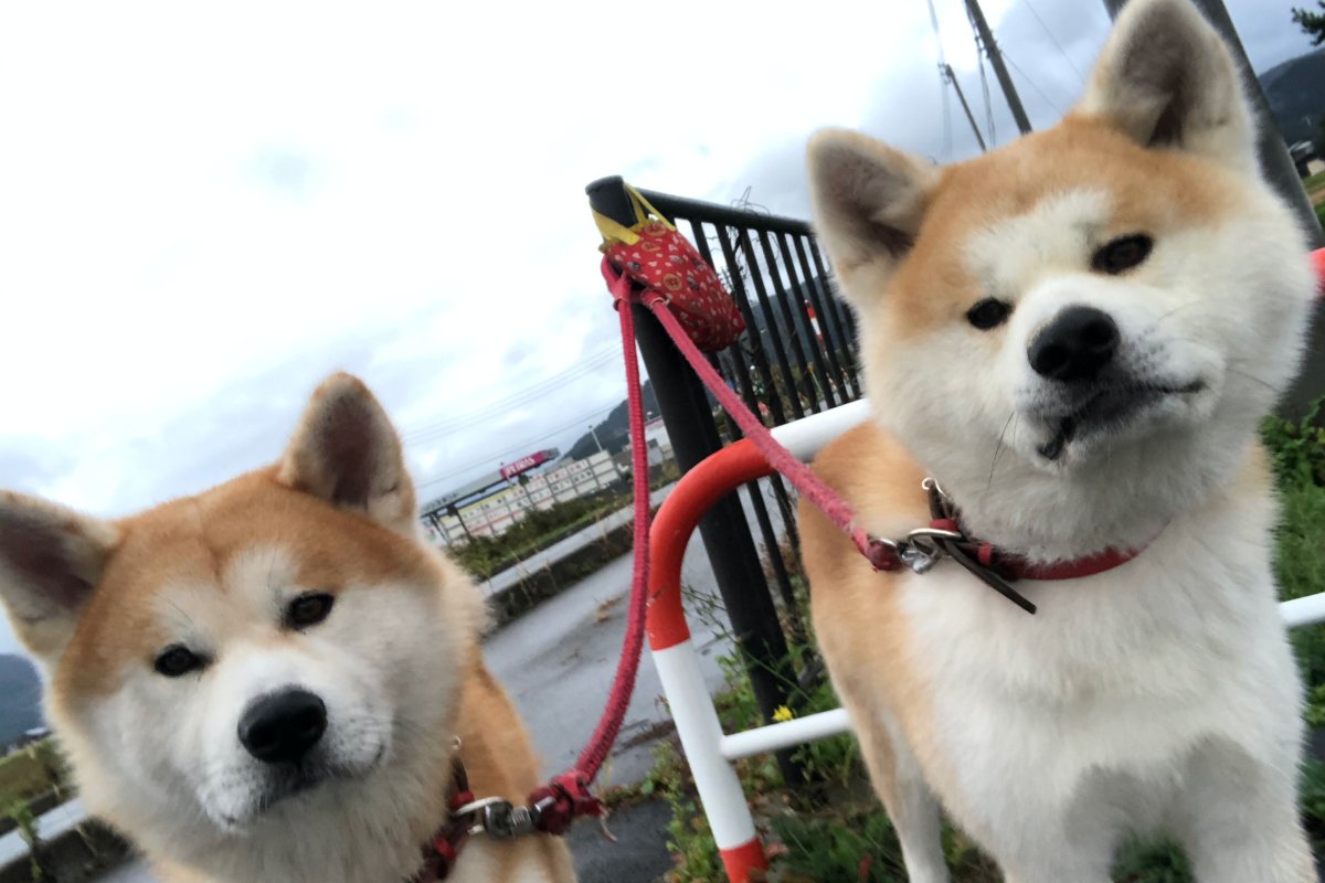 椿 ツバキ と山茶花 サザンカ 見分けるポイントは 今日は何の日 11月7日 立冬 山茶始開 つばき はじめてひらく 寅の日 日本の国会議事堂が落成 1936 ニューヨーク近代美術館 Moma が開館 1929 アルベール カミュ誕生日 1913ｰ1960